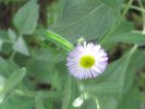 PICTURES/Wildflowers - Desert in Bloom/t_Purple Tipped1.JPG